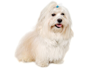 Happe Coton De Tulear dog sitting on a clean white background - 511874421