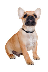 Sad french puppy bulldog is sitting on at clean white background