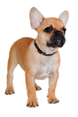 Sad french puppy bulldog is standing on at clean white background