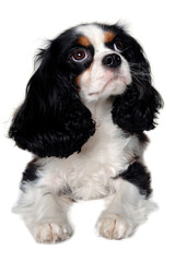 Sad Cavalier King Charles Spaniel dog resting - 511874490