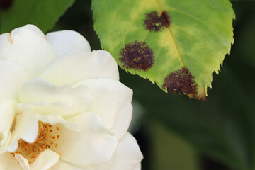 The rose black spot disease caused by the fungus Diplocarpon rosae. The black spots on the leaves...