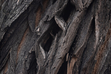 Texture of old tree bark