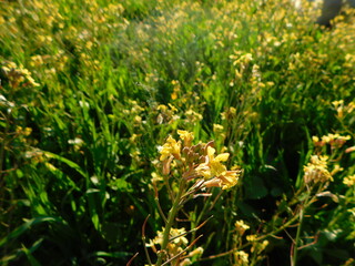 Oats and clover agricultural plantation field topped with a carpet of bright yellow flowers in bloom