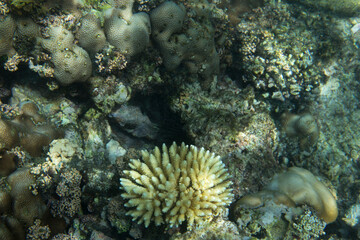 Naklejka na ściany i meble View of coral bleaching