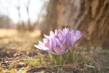 Spring crocus flowers on grass in the forest filled with sun