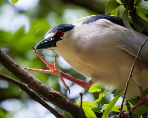 Night Herons and Lowcountry Life