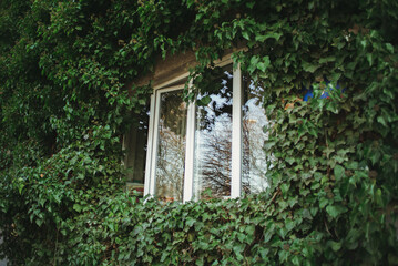 White window with ivy bushes around