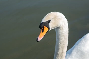 Portrait of swan on the water