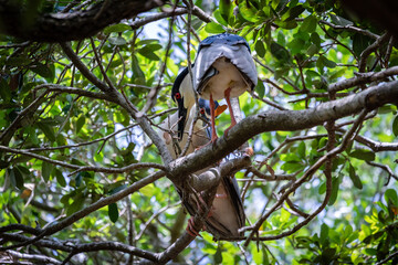 Night Herons and Lowcountry Life