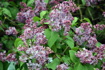Fototapeta premium Blooming lilac trees in the Lilacs garden in Moscow