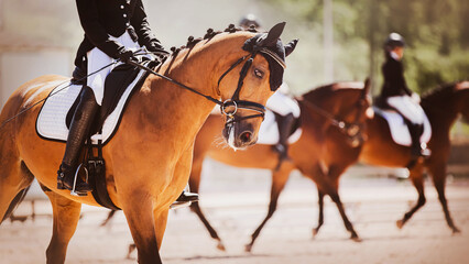 Several beautiful bay horses perform at dressage competitions on a sunny summer day. Equestrian...