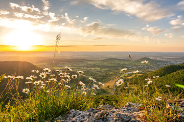 Beautiful flowers on scenic rock ledge at sunset in the Swabian Jura in Southern Germany