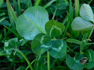 Closeup photograph of a three leaf clover plant