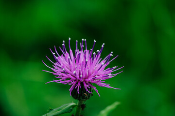 ソフィア散歩みちから見えるアザミの花
