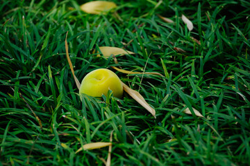 梅の実が地面の草の上に落ちた
