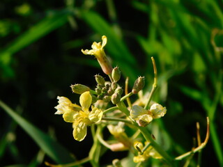 Beautiful four petal yellow flowers in bloom