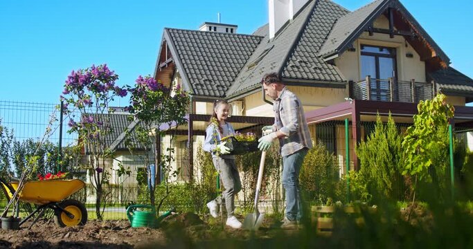 Caucasian father digging in ground and planting trees and cute beautiful teen daughter helping. Working together in garden. Girl bringing plants in box for daddy. Summertime work in orchard.