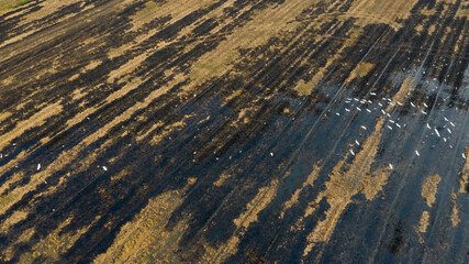 burn rice fields, aerial view from flying drone of Field rice, Forest fires

