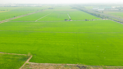Obraz premium aerial view from flying drone of Field rice with landscape green pattern nature background, top view field rice 