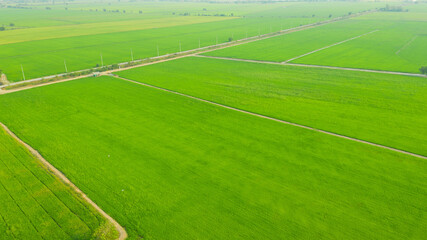 aerial view from flying drone of Field rice with landscape green pattern nature background, top view field rice
