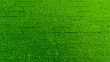 Fotobehang luchtfoto van vliegende drone van veldrijst met landschaps groen patroon natuur achtergrond, bovenaanzicht veldrijst © waranyu