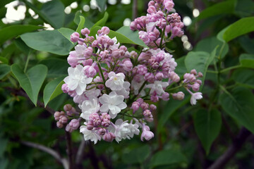 Blooming lilac trees in the Lilacs garden in Moscow