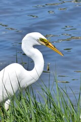 Great Egret