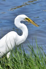Great Egret