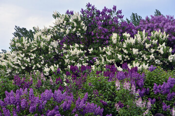 Obraz premium Blooming lilac trees in the Lilacs garden in Moscow