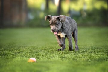 happy cane corso puppy playing with a toy outdoors