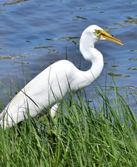 Great Egret