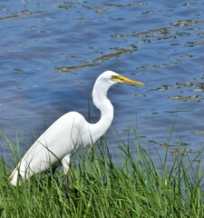 Great Egret