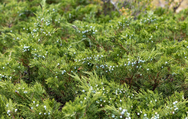 mountain green bush and small white flowers