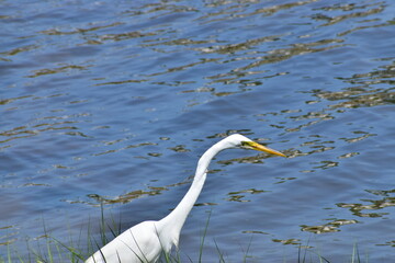 Great Egret