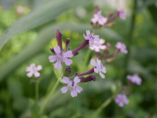 Small fragrant purple cowbell flowers on a background of green grass on a sunny spring day. Flowering of a rare semi-shrub in its natural environment.