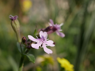 Small fragrant purple cowbell flowers on a background of green grass on a sunny spring day. Flowering of a rare semi-shrub in its natural environment.