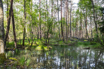 Fototapeta na wymiar Swamp surrounded by forest. Swampy land and wetland, marsh, bog