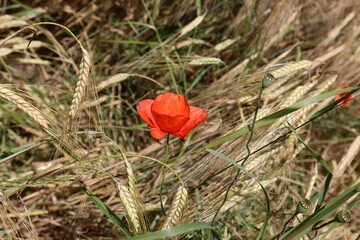 Field poppy