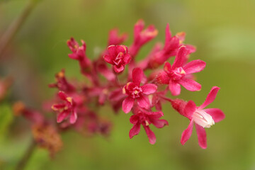 Groseillier &agrave; fleurs --- Cassis-fleur --- Groseillier sanguin (Ribes sanguineum)