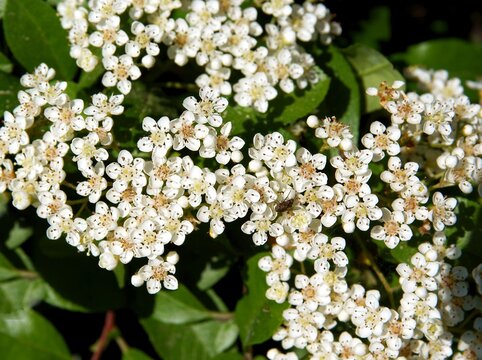 white small flowers of Pyracantha coccinea bush at spring
