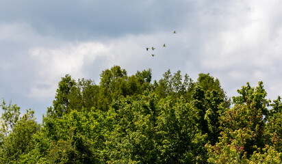 Obraz premium Florida Life