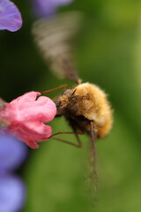 Bombyle (Bombylius major)