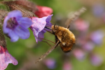 Bombyle (Bombylius major)