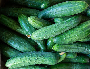 Fresh cucumbers top view in the store. Pattern, background
