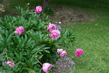 heavy peony blossoms leaning towards the grassy ground