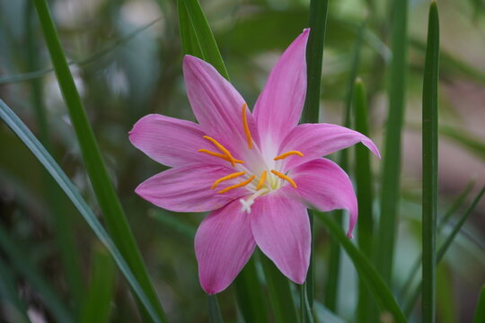 Beautiful Pink rain lily flowers with blur background in a selective focus