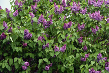 Blooming lilac trees in the Lilacs garden in Moscow