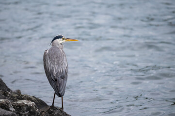 Grey heron. One ardea cinerea standing on stone by water. 