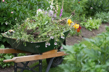 wheelbarrow with garden waste (i.e. compost)