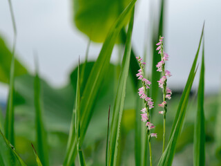 草むらのネジバナ